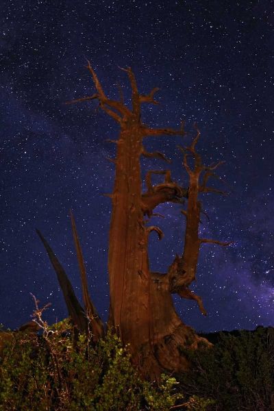 CA, White Mts A bristlecone pine and Milky Way